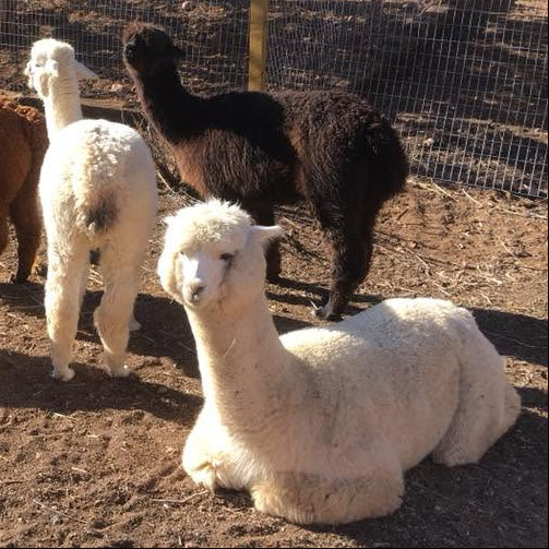 Reyes Farm Alpaca