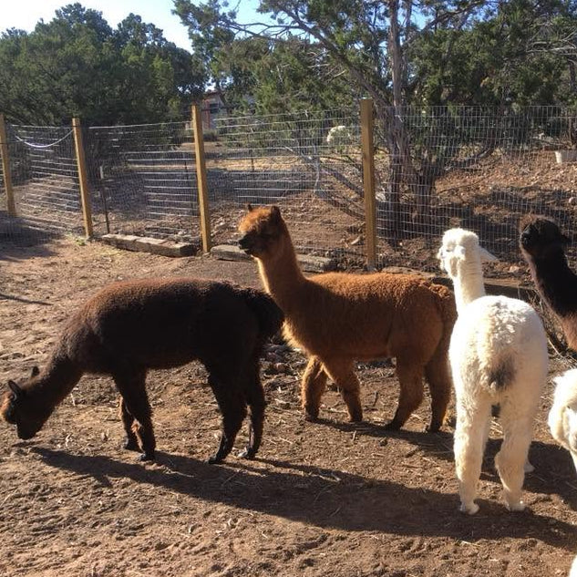 Reyes Farm Alpaca